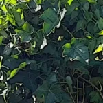 Efeu Gartengeschichten