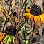 Herbst Gartengeschichten