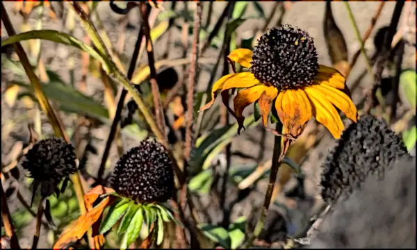 Gartengeschichten: Es wurde Herbst