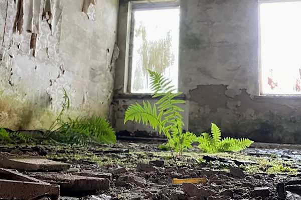 Farn wächst in einem verlassenen Haus