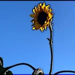 Sonnenblume einzeln