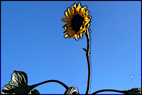 Sonnebnblume einzeln