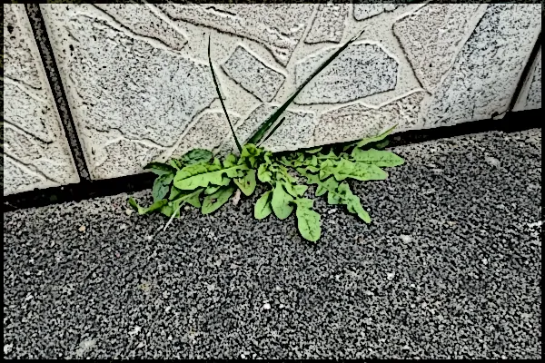 Zwischenräume: Löwenzahn